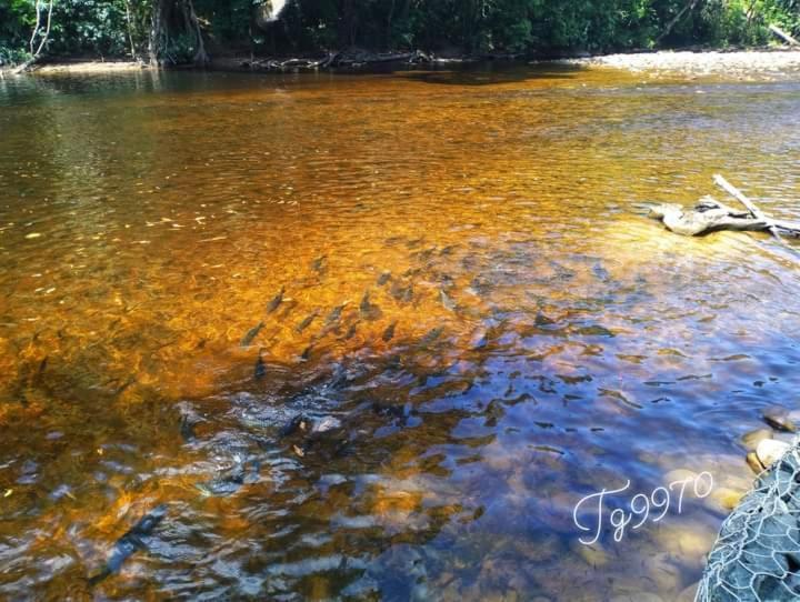 Belebar Studio Room Taman Negara Pahang Malaysia Kuala Tahan Dış mekan fotoğraf